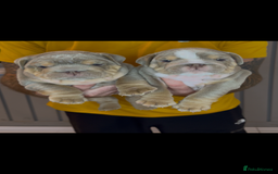 English Bulldog dogs for sale: Bulldogs ready to go!  - Image 6