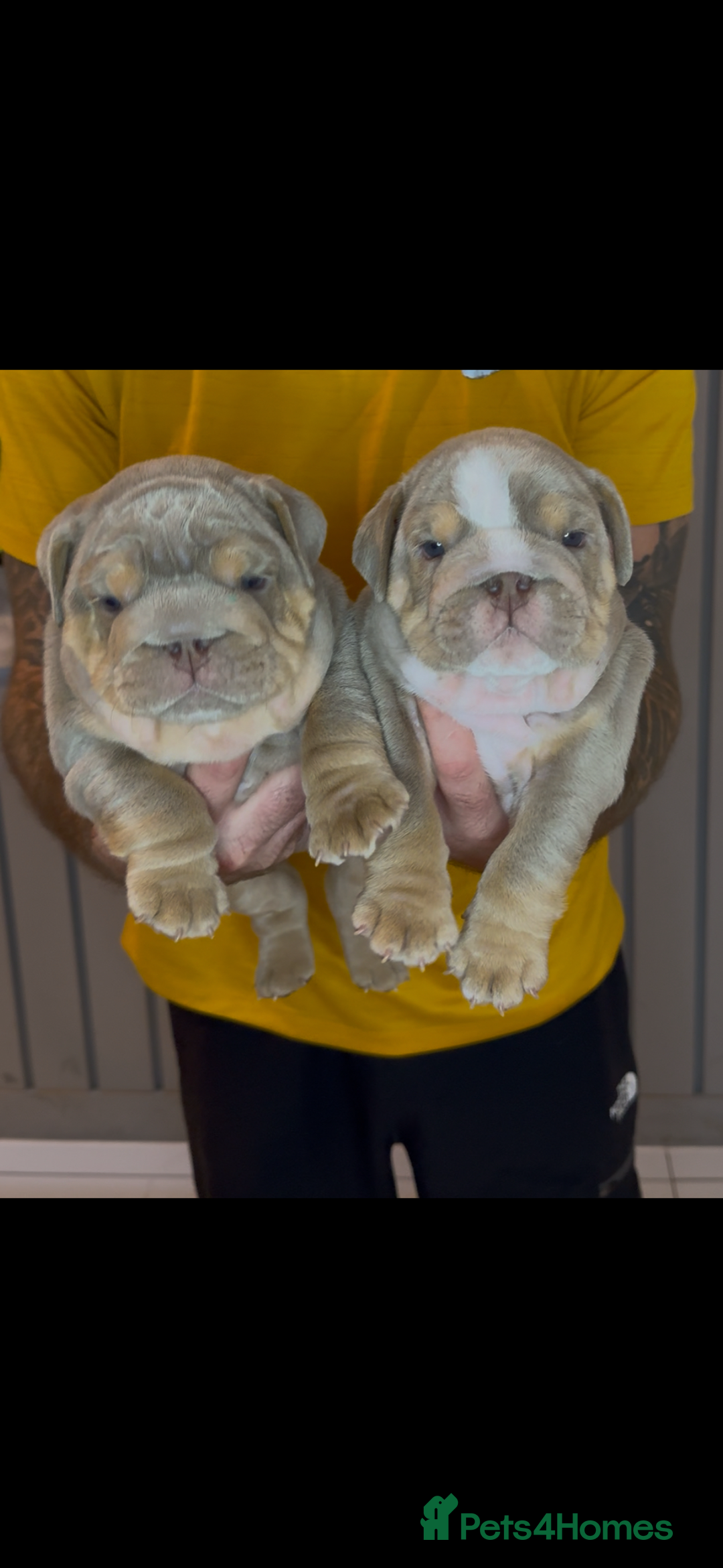 English Bulldog dogs for sale: Bulldogs ready to go!  - Image 6