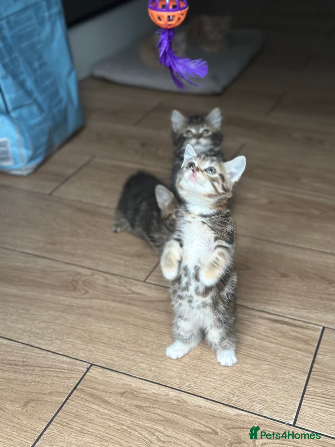 Mixed Breed cats for sale: WELL RAISED KITTYS 4 BEST HOMES ONLY……❤️ - Image 12