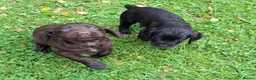 Cocker Spaniel dogs for sale: Cocker Spaniel puppies working line - Advert 20