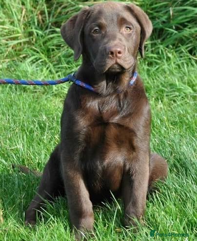 Labrador Retriever dogs CHOCOLATE LABRADOR  - Advert 1