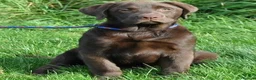 Labrador Retriever dogs for sale: CHOCOLATE LABRADOR  - Advert 1