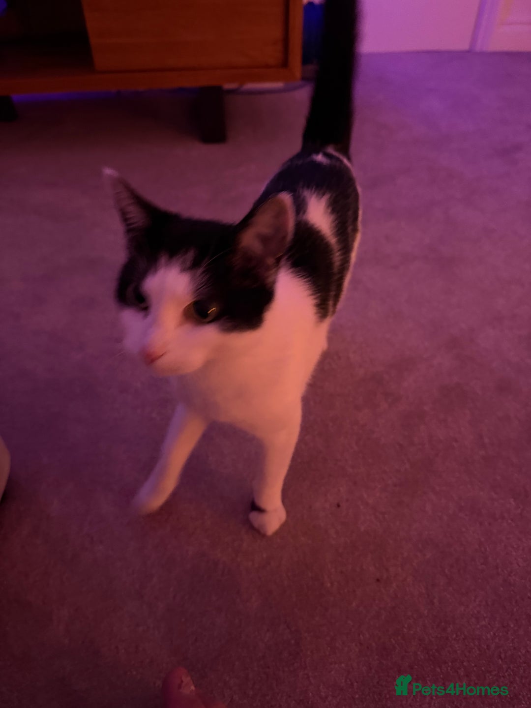 Domestic Shorthair cats for sale: 2 year old microchipped and neutered female cat  - Advert 3