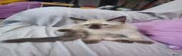 Ragdoll cats for sale: 3 Cute Ragdoll kittens - Advert 24