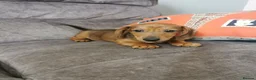 Dachshund dogs for sale: Beautiful Unusual Playful Dachshound pups  - Advert 2