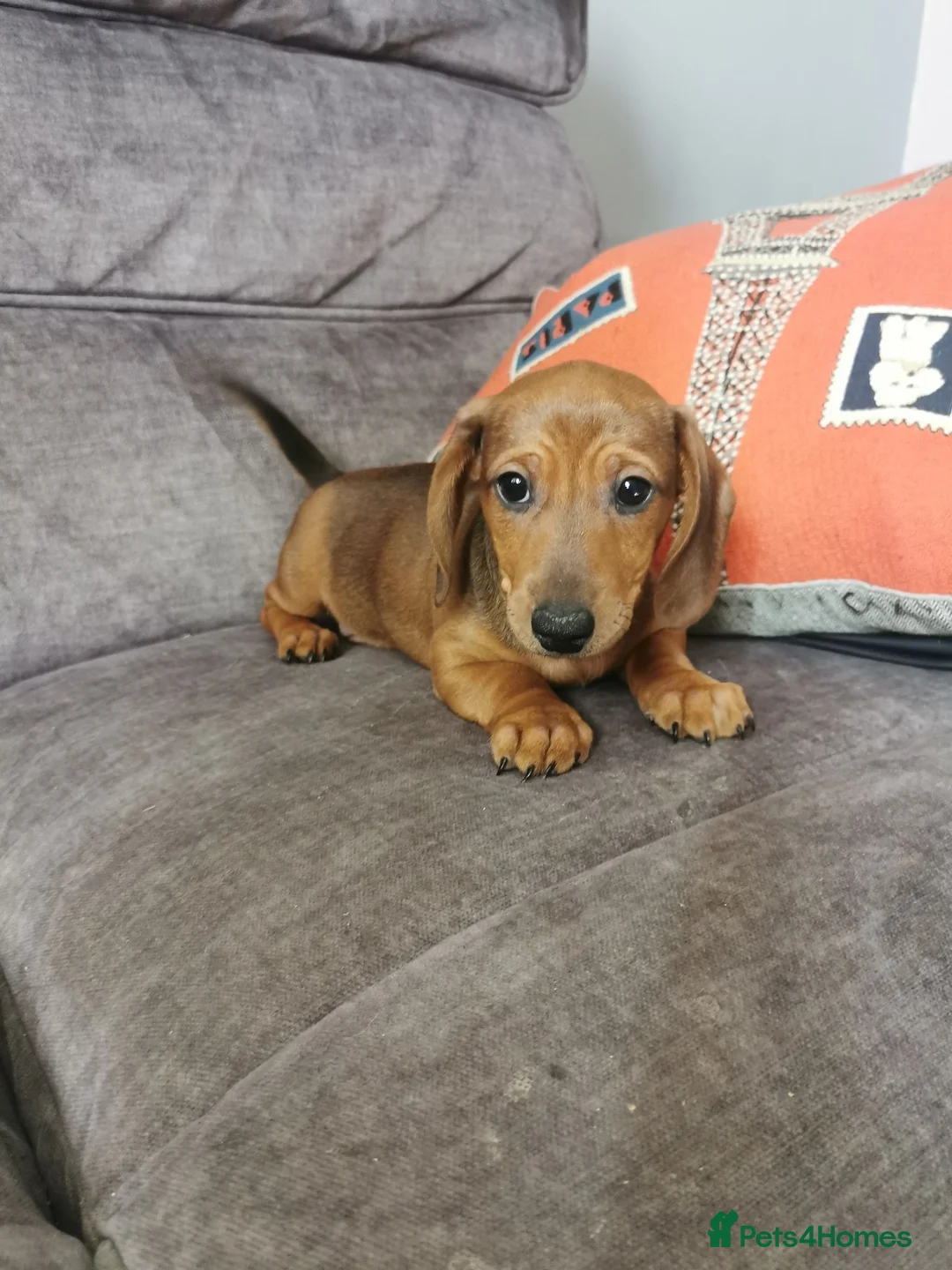 Dachshund dogs for sale: Beautiful Unusual Playful Dachshound pups  - Advert 2