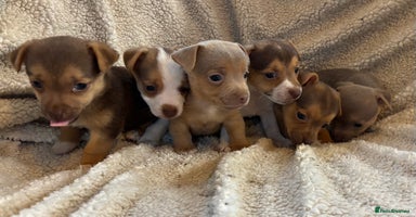 Jack Russell dogs - Advert 1