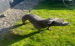 Staffordshire Bull Terrier dogs for stud: DELAMERES BLU THUNDER - Sully in Newton-le-Willows - Image 6