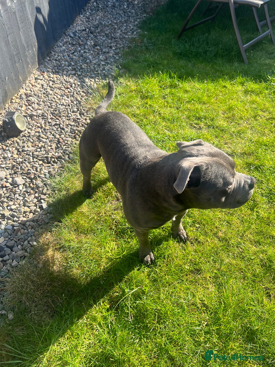 Staffordshire Bull Terrier dogs for stud: DELAMERES BLU THUNDER - Sully in Newton-le-Willows - Image 6