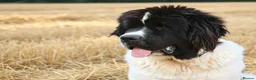 Newfoundland dogs for sale: Spanish import kc registered Newfoundland boy  - Advert 5