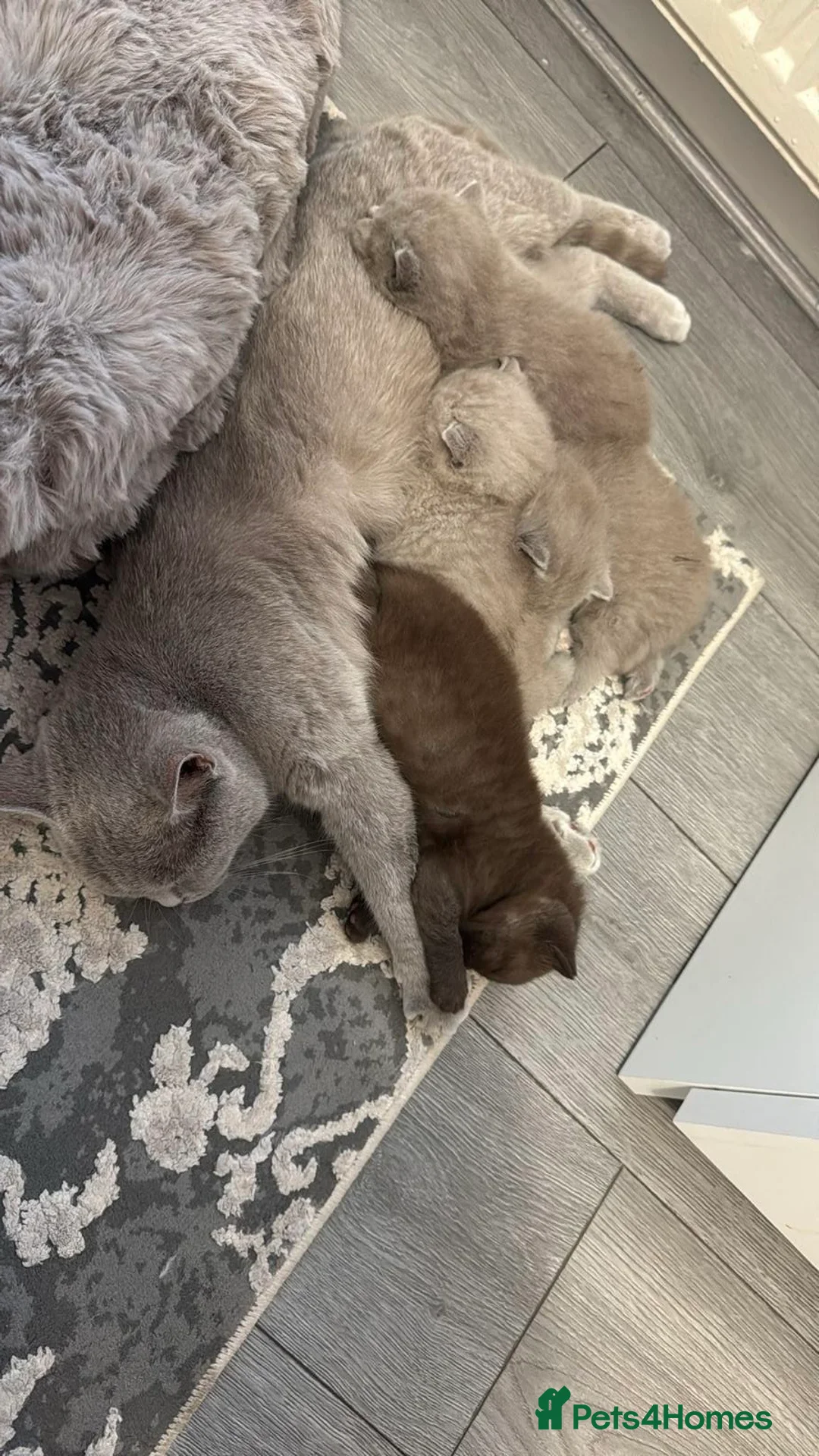 British Shorthair cats for sale: British shorthair kittens - Advert 7
