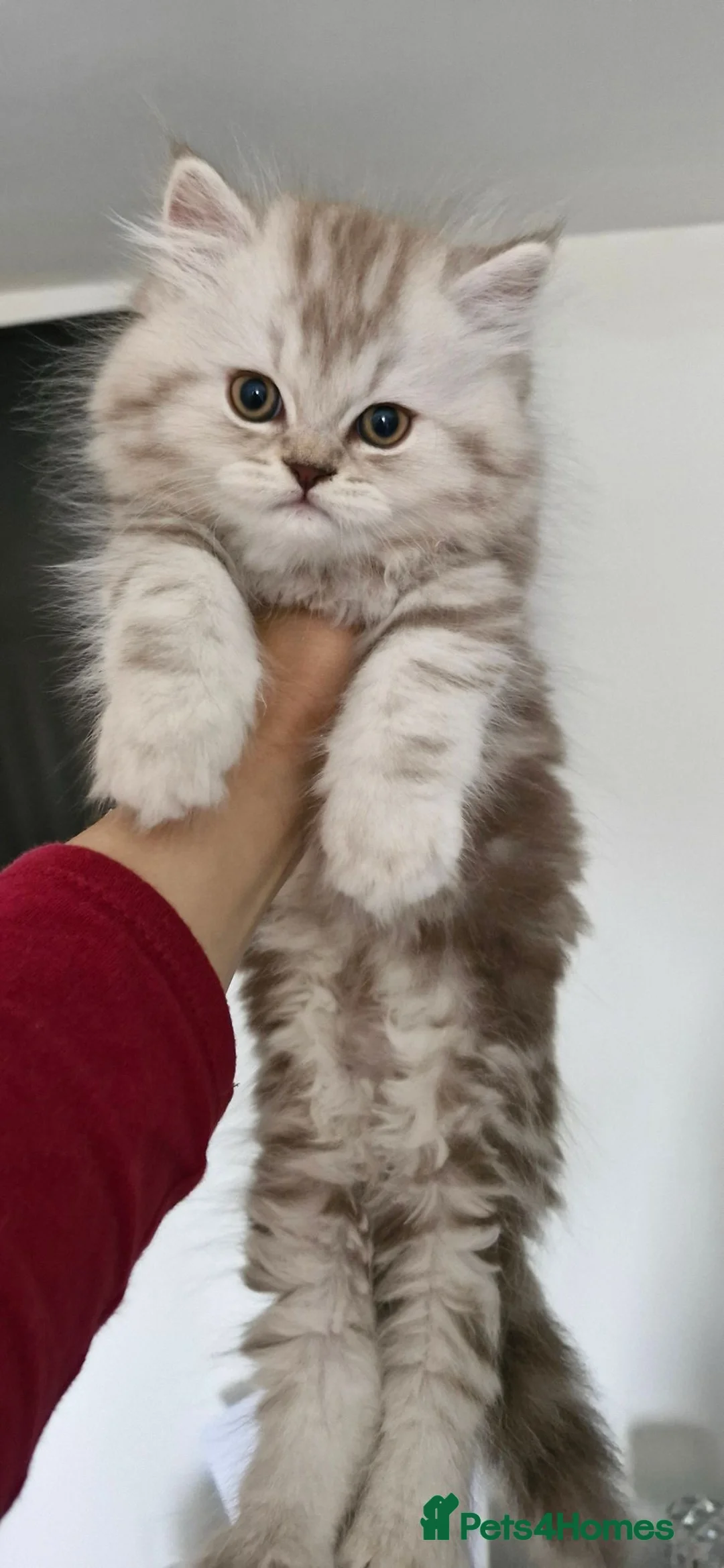 Persian cats for sale: Persian Kitten  - Advert 1