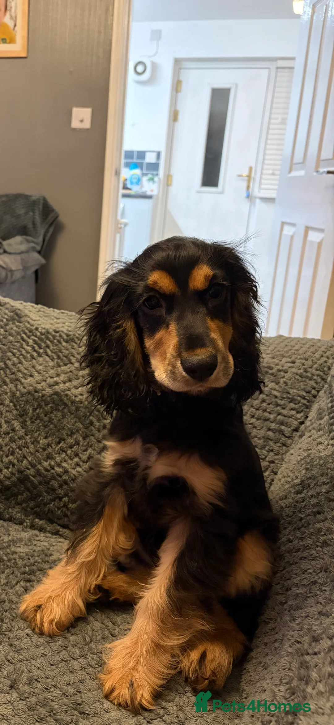 Cocker Spaniel dogs for sale: Cocker Spaniel  in Manchester - Advert 6