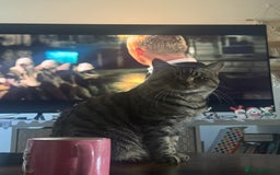 American Shorthair cats for sale: Loki male  - Advert 1