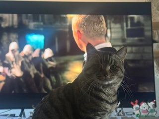 American Shorthair cats Loki male - Advert 1