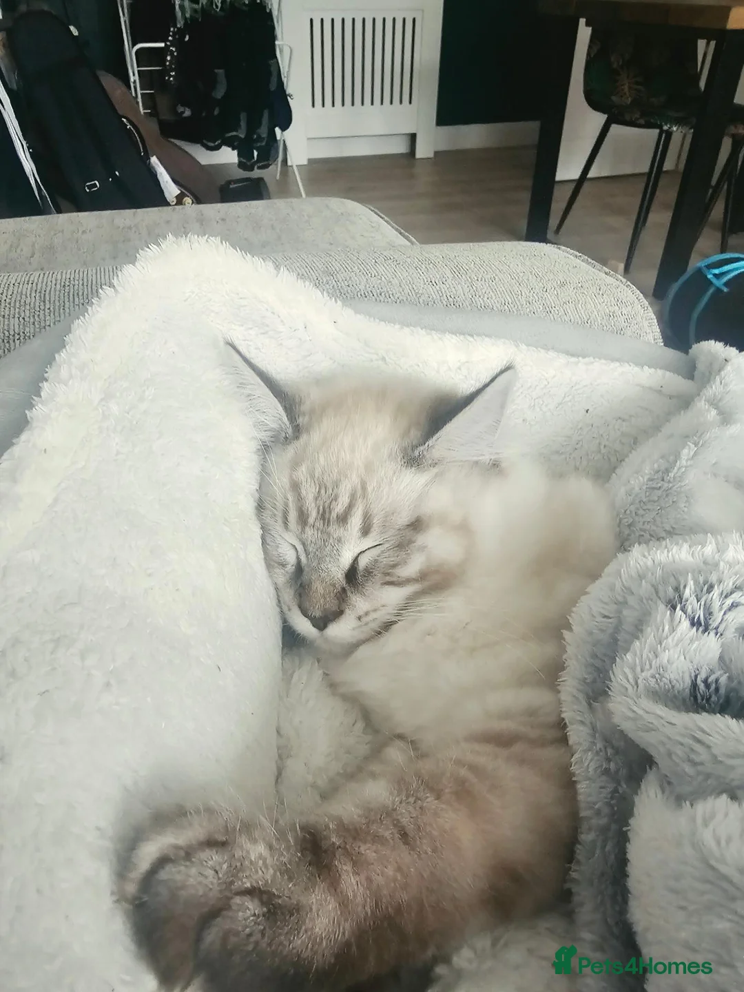 Ragdoll cats for sale: Pure breed Ragdoll  - Advert 2