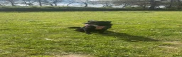 Mixed Breed dogs for sale: Draco!!  in Lincoln - Advert 11