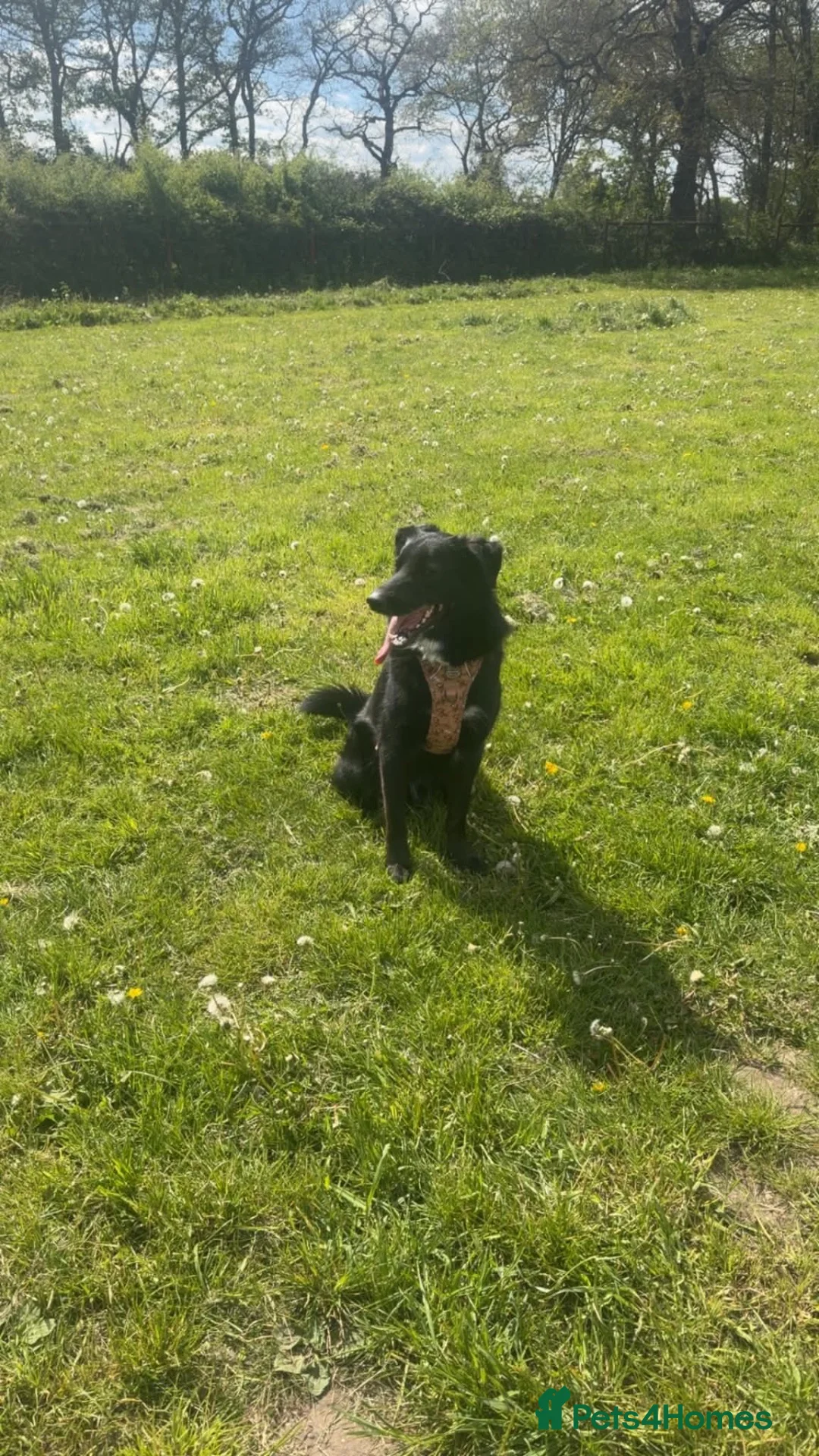 Mixed Breed dogs for sale: Draco!!  in Lincoln - Advert 11