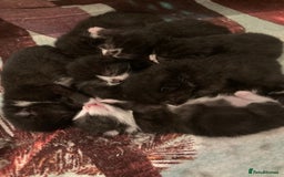 Mixed Breed cats for sale: Cute kittens  - Image 8