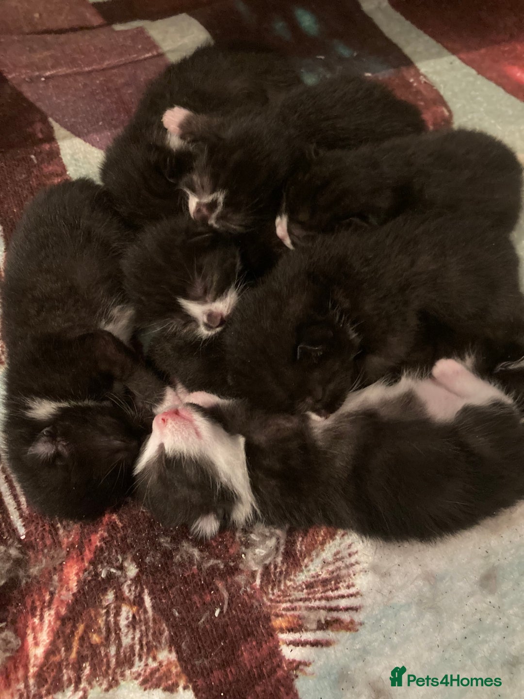 Mixed Breed cats for sale: Cute kittens  - Image 8