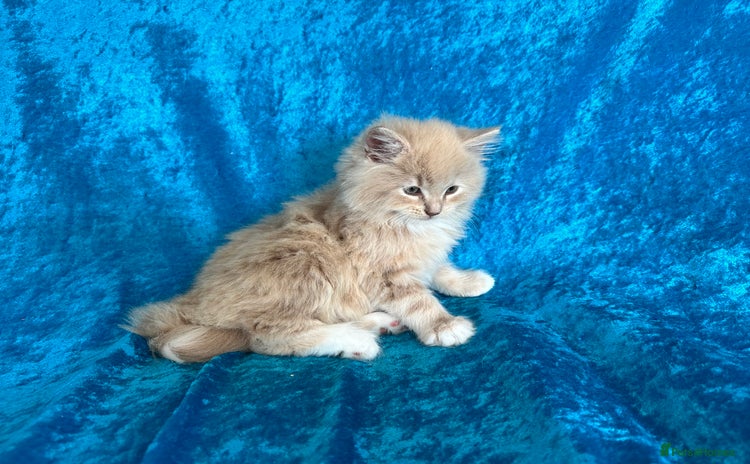 Norwegian Forest Cat cats - Advert 1