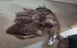 Maine Coon cats for sale: Maine Coon Kitten - Girl remaining in Chichester - Image 4