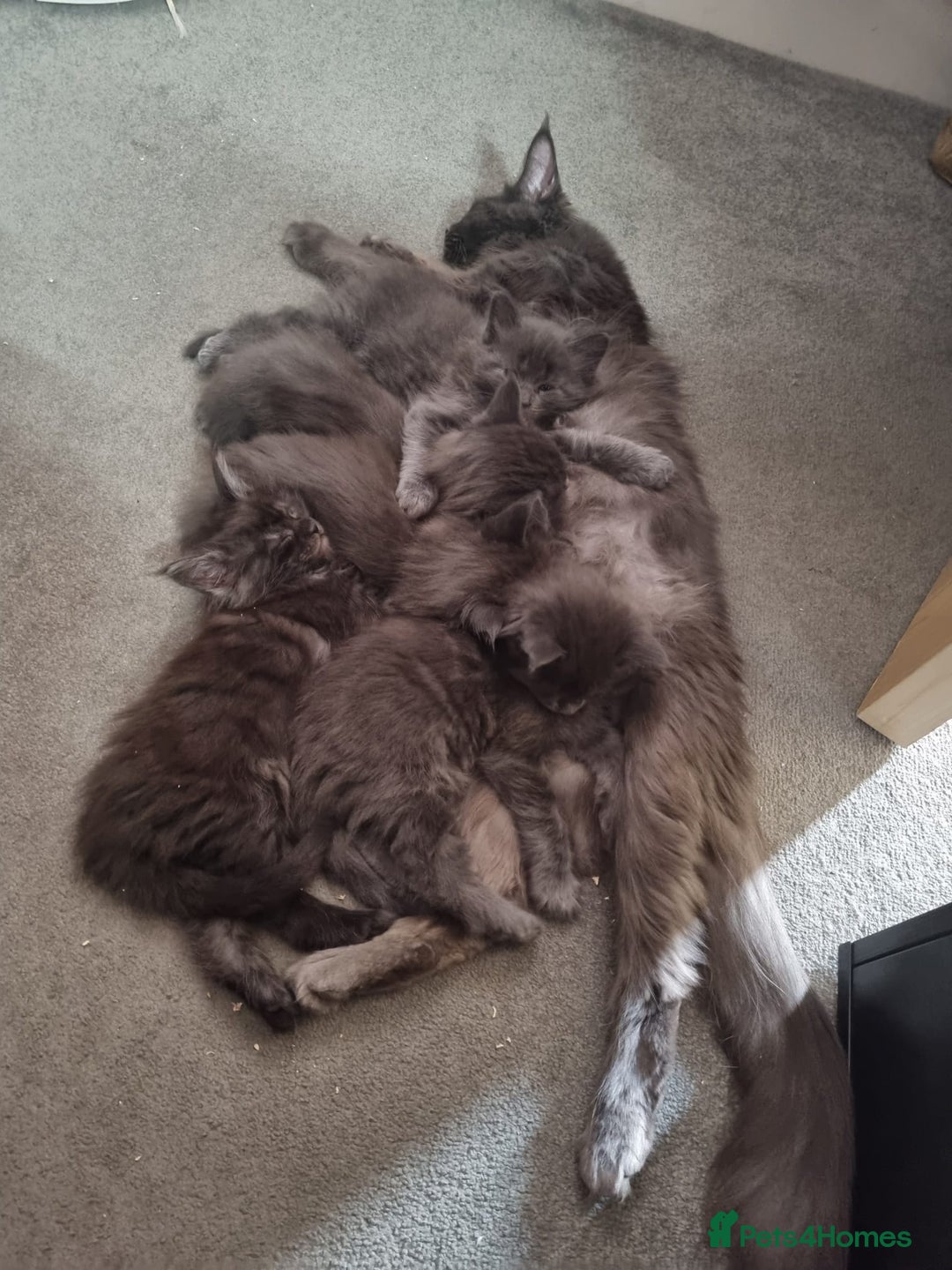 Maine Coon cats for sale: Maine Coon Kitten - Girl remaining in Chichester - Image 4