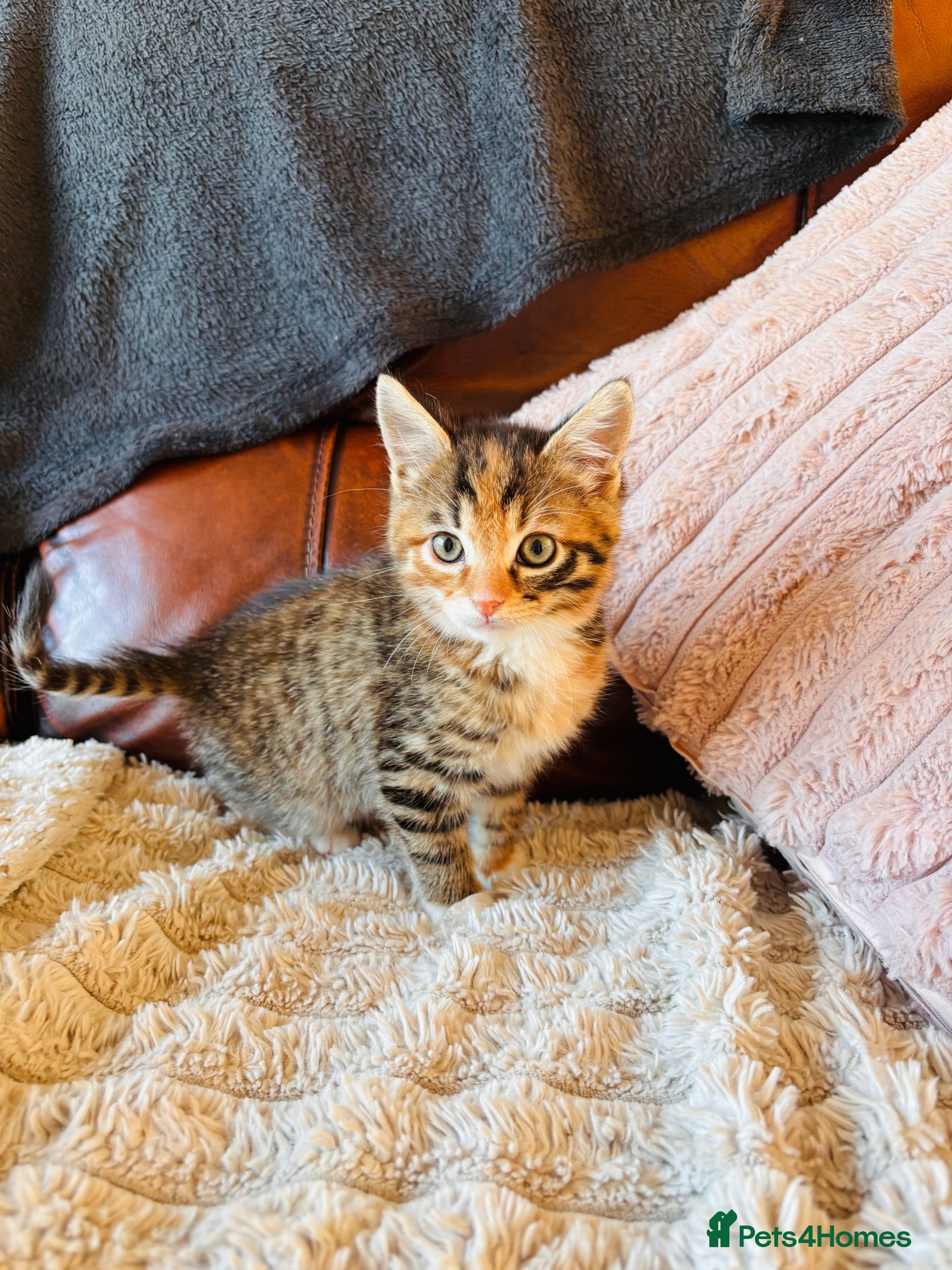 Bengal cats Mixed bengal male - Advert 6