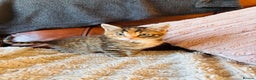 Bengal cats for sale: Mixed bengal male - Advert 1