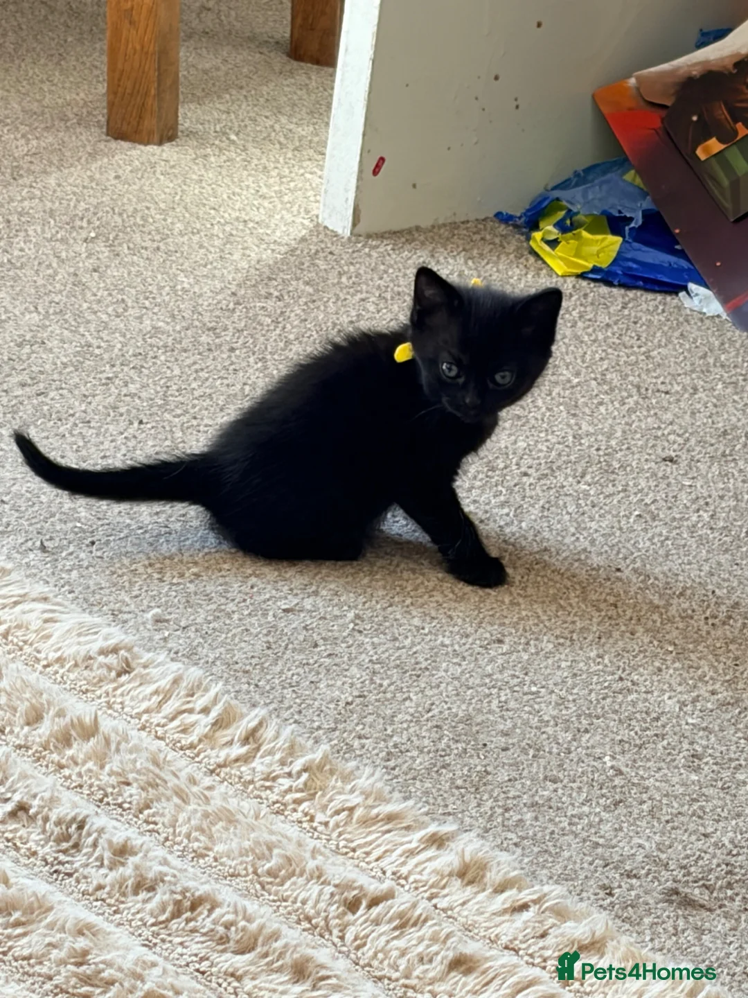 Russian Blue cats for sale: Gorgeous kittens  in Stoke-on-Trent - Advert 8