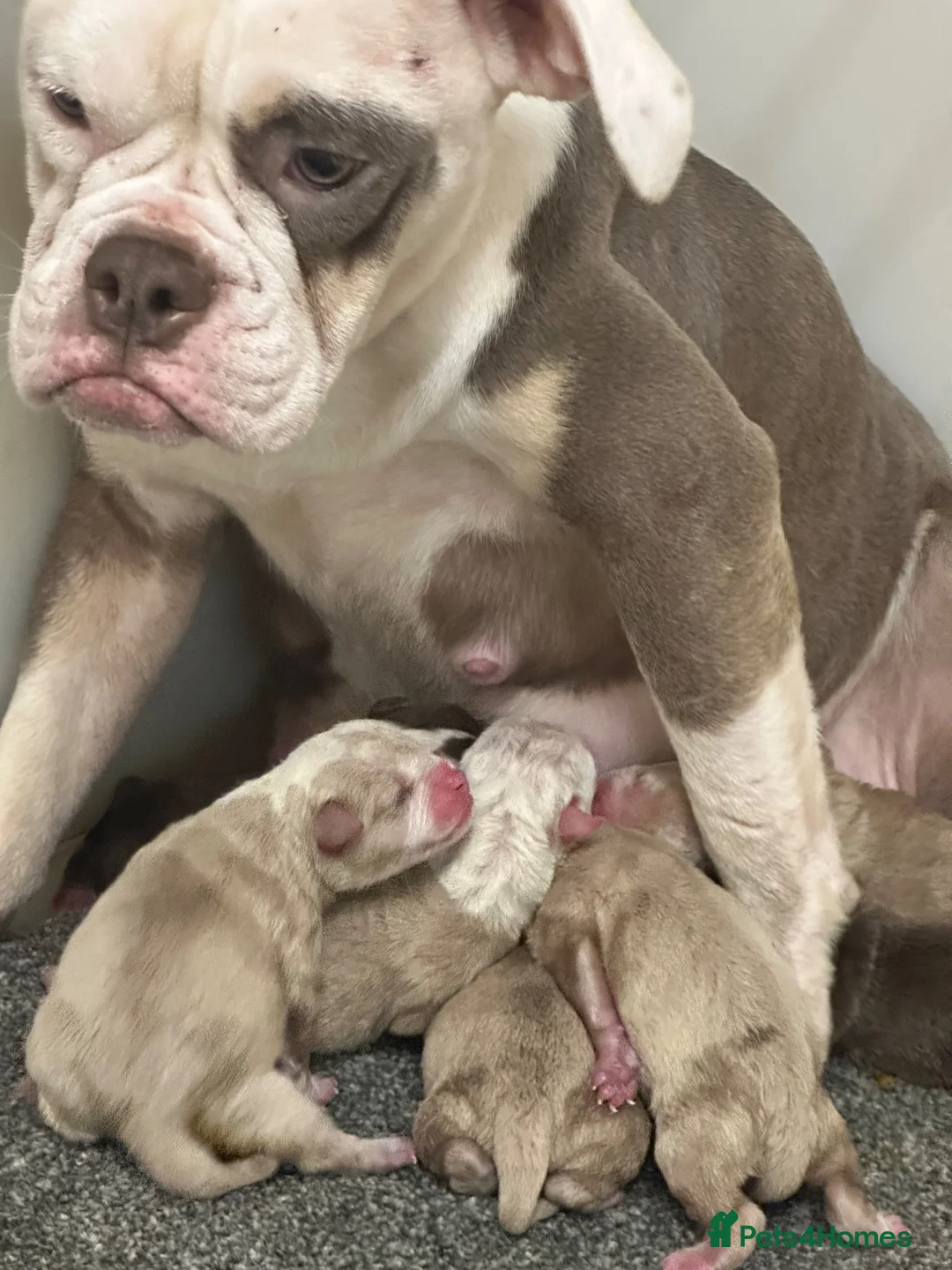 Olde English Bulldogge dogs for sale: 24 years 5⭐️Licensed & Registered, uk No 1  - Advert 6