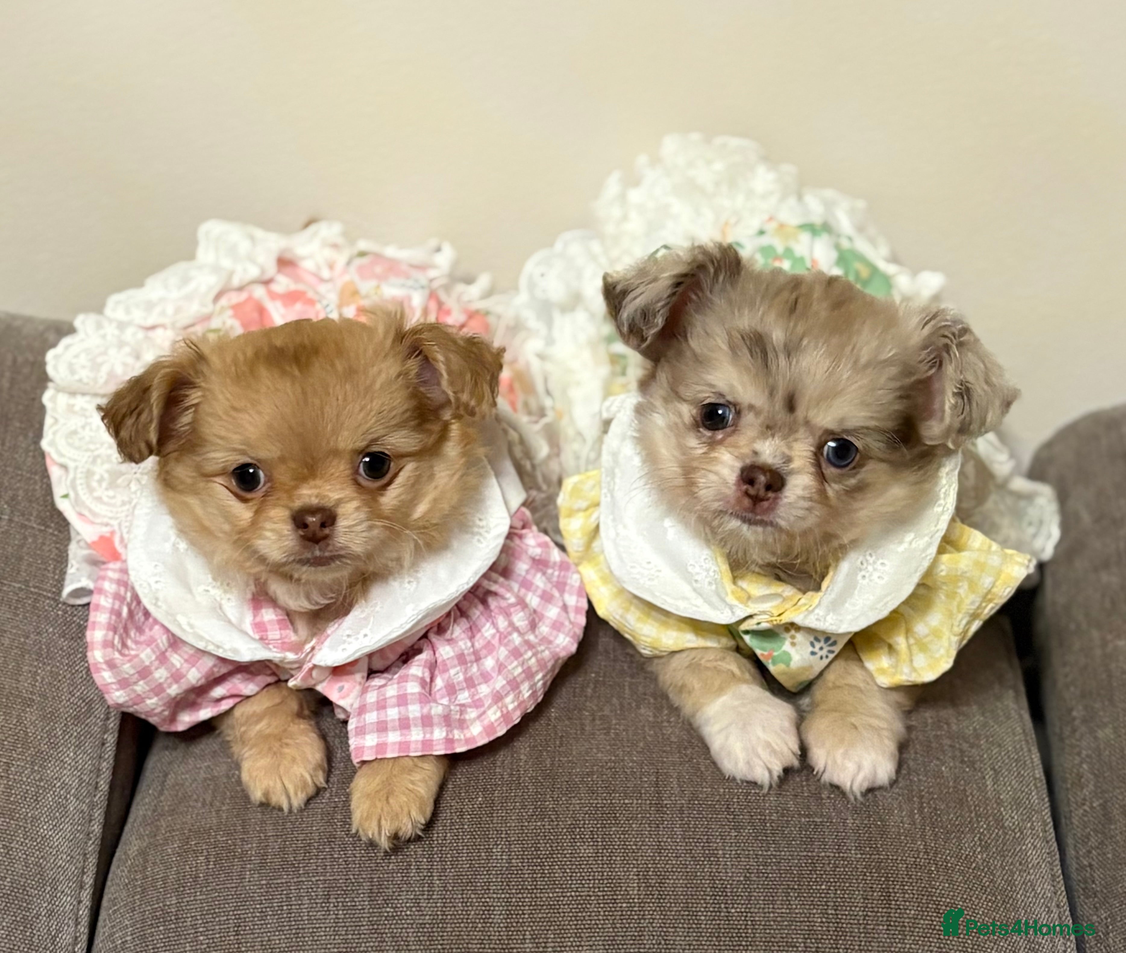 Chihuahua dogs Merle chihuahua boy  - Advert 10