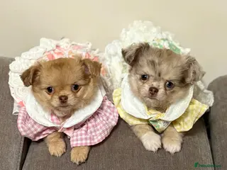 Chihuahua dogs Merle chihuahua boy - Advert 10