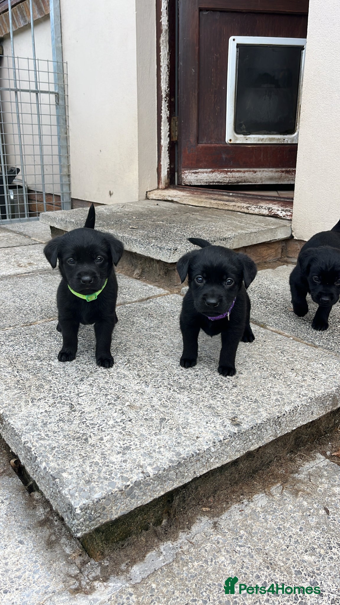 Labrador Retriever dogs 9 Pedigree Black Labrador Retrievers   - Advert 6
