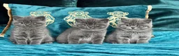 British Shorthair cats for sale: BSH🇬🇧👑🇬🇧💙British Shorthair😻💙 Gccf chunky  - Advert 5