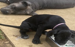 Cane Corso dogs for sale: Big Pure Cane Corso Puppies Ready Now!  - Image 31