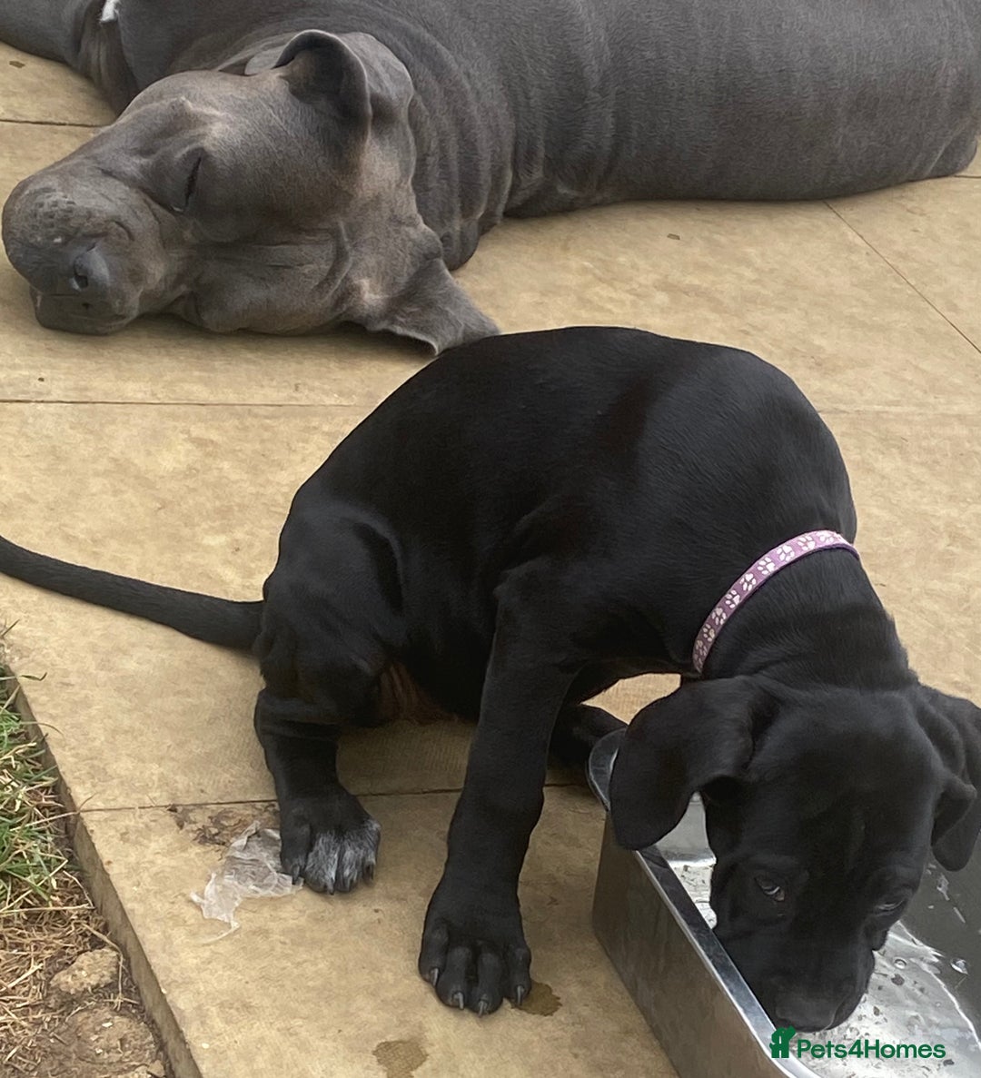 Cane Corso dogs for sale: Big Pure Cane Corso Puppies Ready Now!  - Image 31