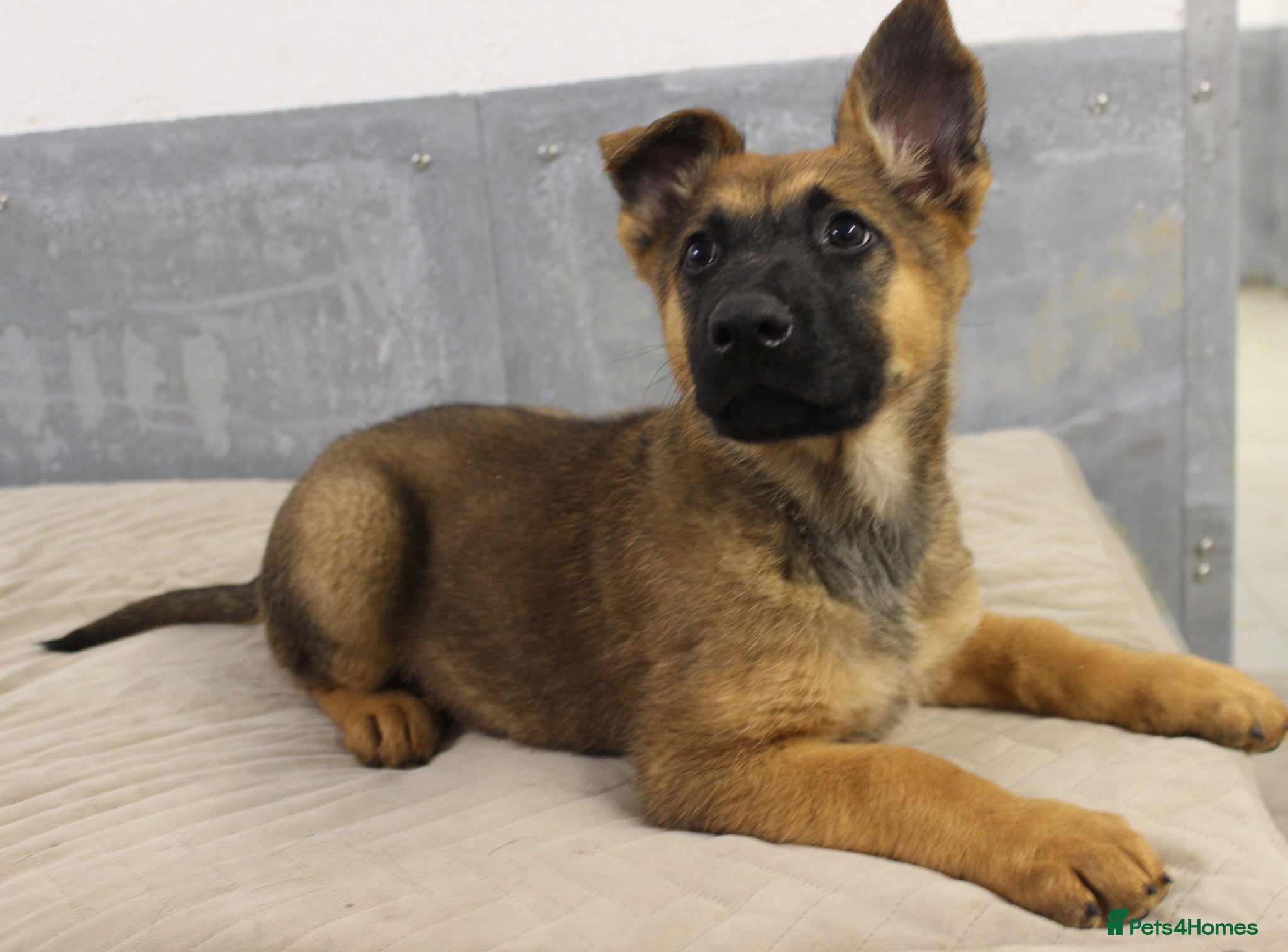 German Shepherd dogs for sale: German Shepherd Puppies  - Advert 23