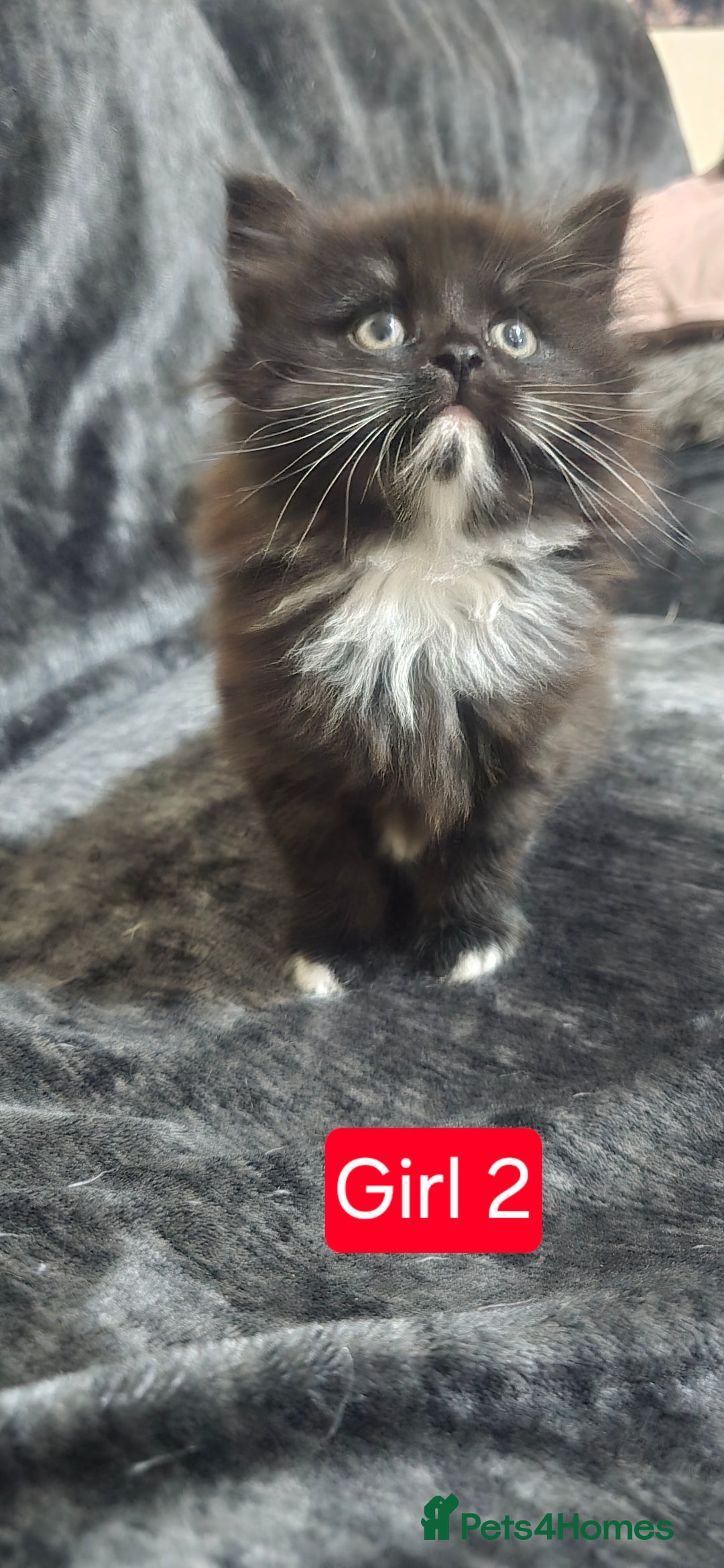 Mixed Breed cats for sale: Lovely Persian mixed kittens for sale - Advert 5