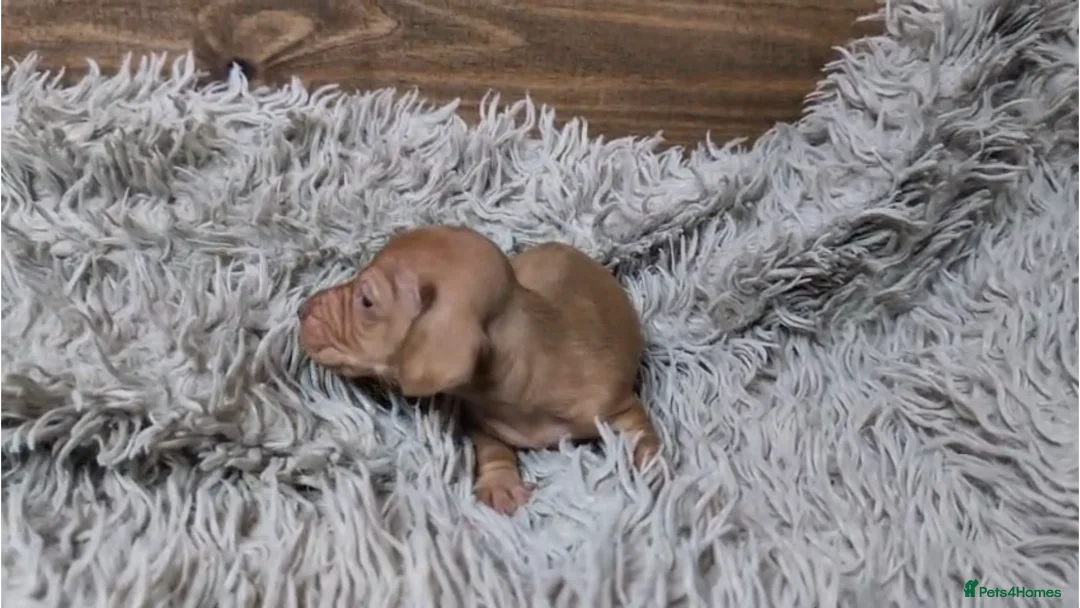 Miniature Dachshund dogs for sale: Mini Dachshund Puppies KC Ready start of March 🐾 - Advert 17