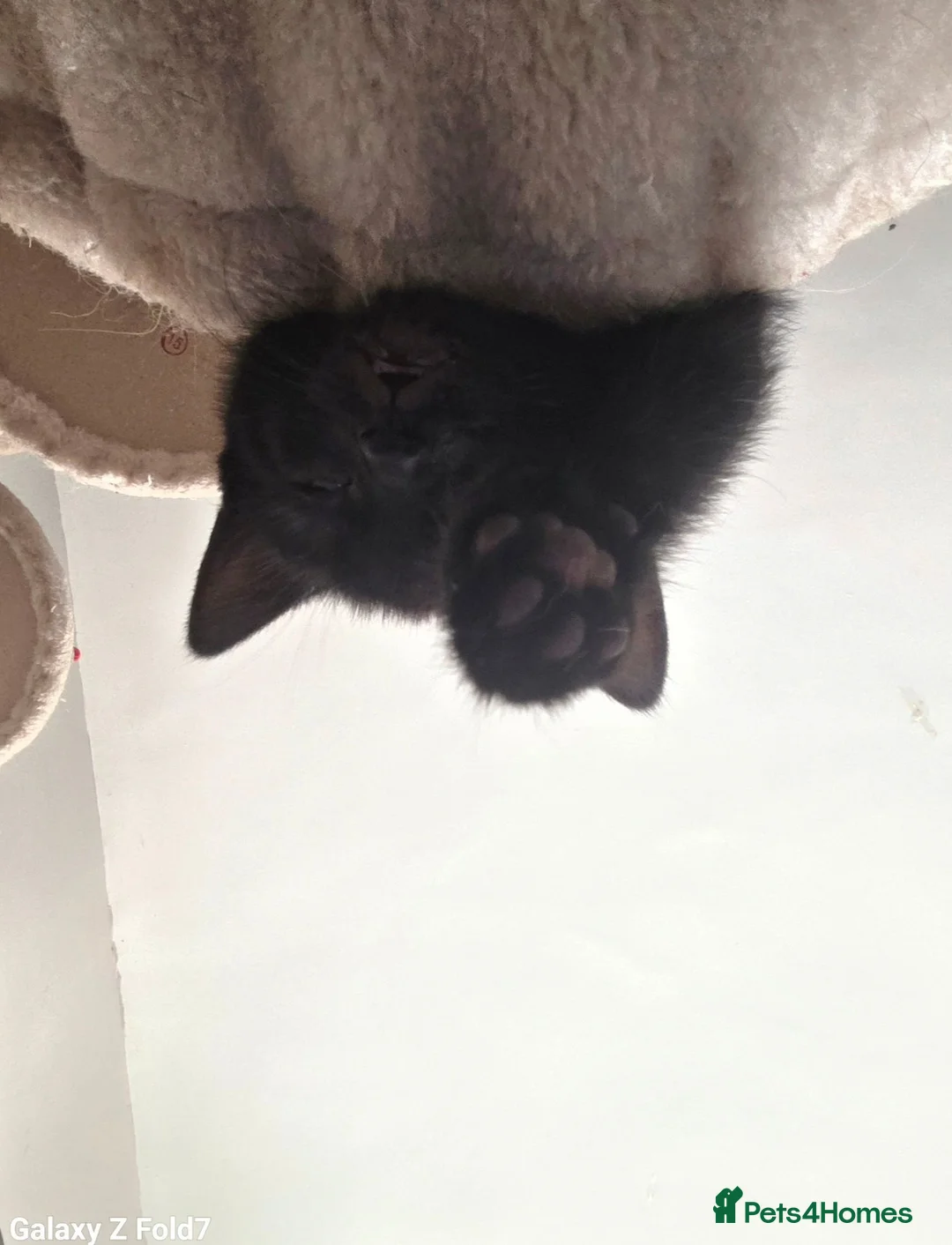 Mixed Breed cats for sale: 2 male kittens left - Advert 2
