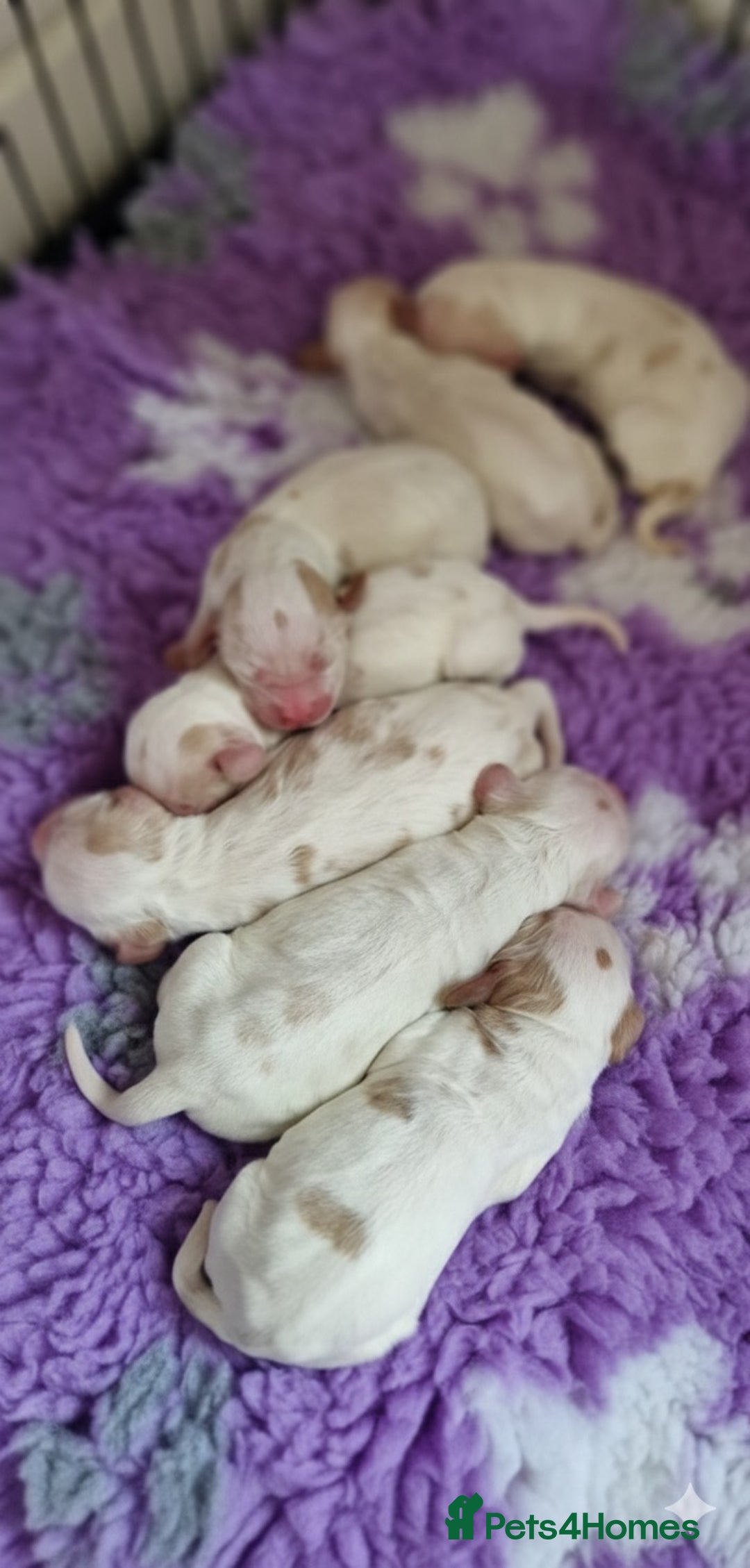 Cocker Spaniel dogs for sale: KC Registered Show Cocker Puppies  - Advert 3