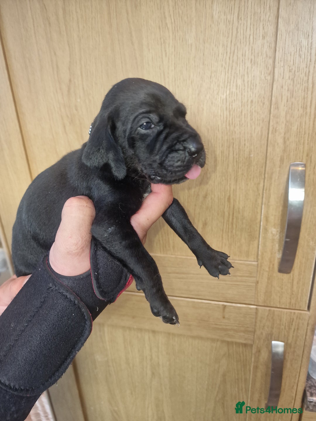 Mixed Breed dogs for sale: Hungarian Visla x German Pointer Pups - Image 2