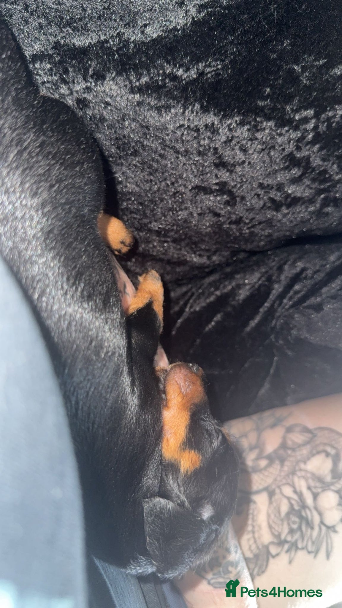 Dachshund dogs for sale: Dachshund  in London - Advert 2