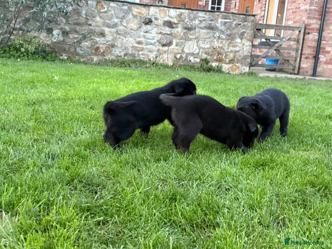 Border Collie dogs for sale: Fabulous Border Collie x Labrador Puppies - Advert 8