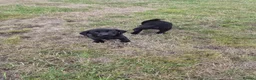 Labrador Retriever dogs for sale: 4 excellent labrador pups - Advert 6