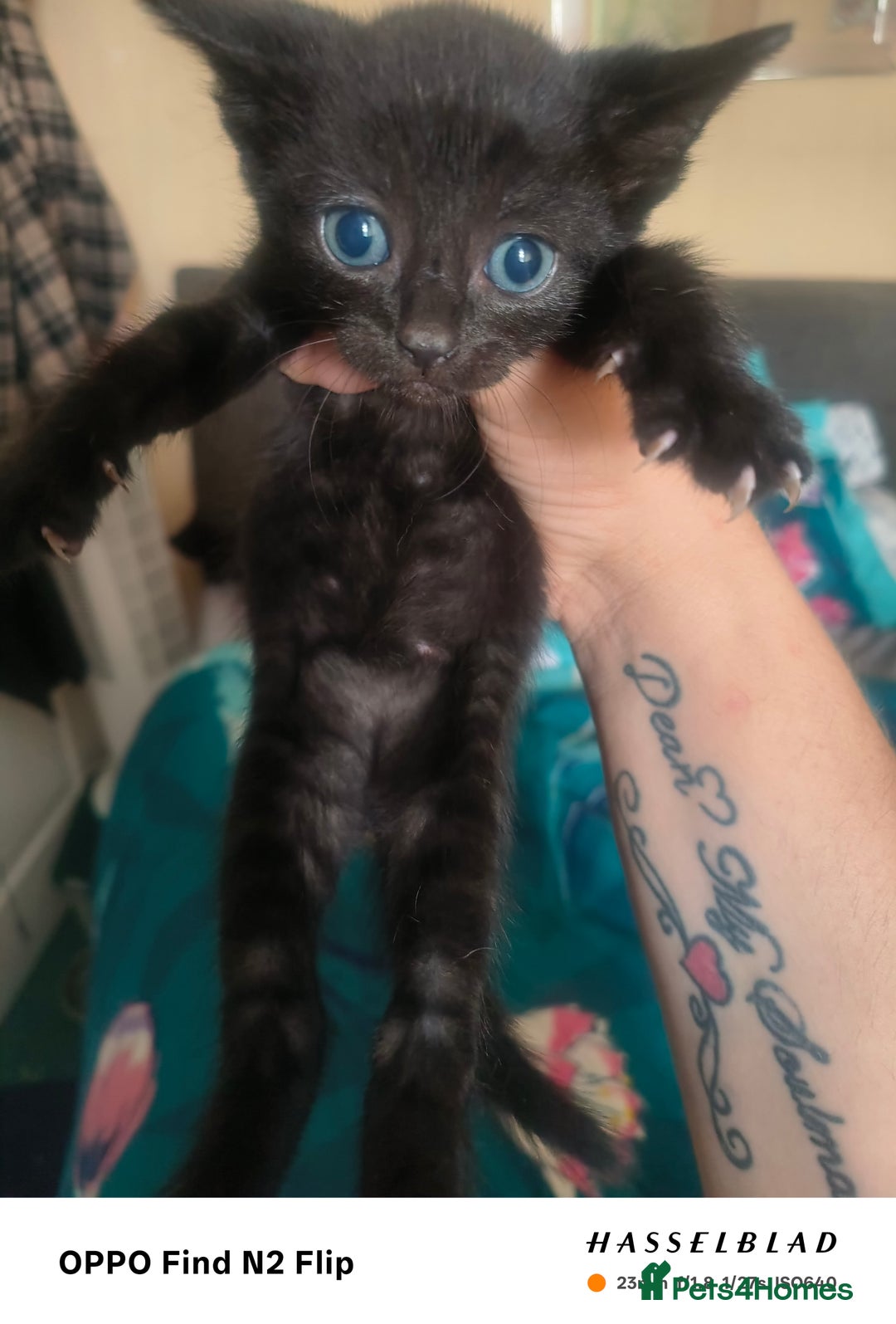 Mixed Breed cats for sale: Beautiful Black affectionate Female kitten  - Image 2
