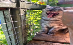 British Shorthair cats for sale: GORGEOUS BSH KITTENS in Oldham - Image 13