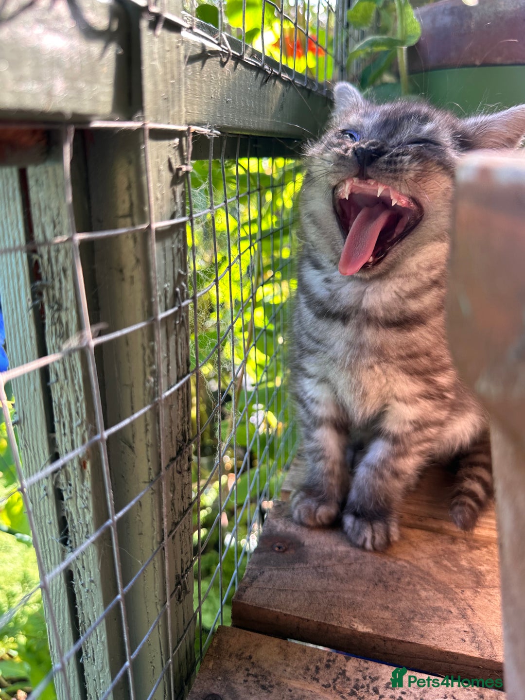 British Shorthair cats for sale: GORGEOUS BSH KITTENS in Oldham - Image 13
