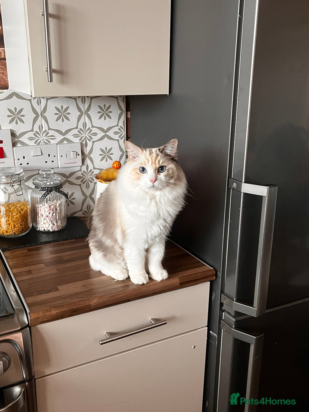 Ragdoll cats for sale: Lucy female ragdoll - Advert 5